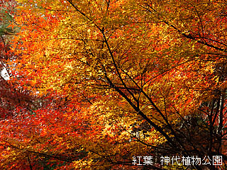紅葉　神代植物公園
