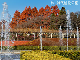 秋　神代植物公園