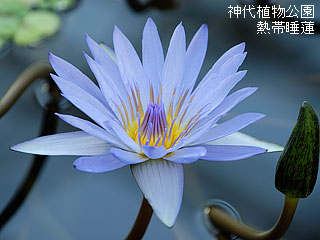 熱帯睡蓮　神代植物公園