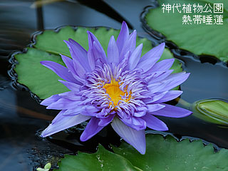 熱帯睡蓮　神代植物公園