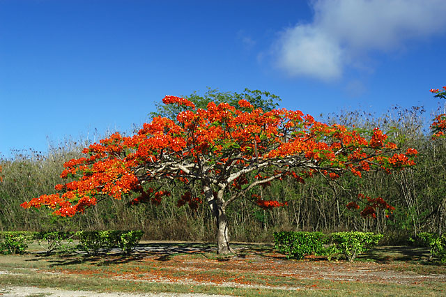 Ή@Flame tree